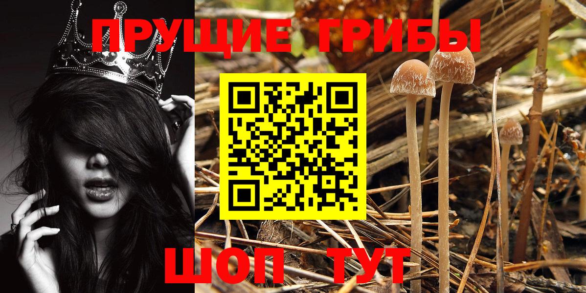 Псилоцибиновые грибы GOLDEN TEACHER  Вход с VPN  Псилоцибиновые грибы мухоморы  где можно купить   Славгород 